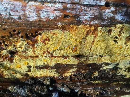 Crustoderma dryinum